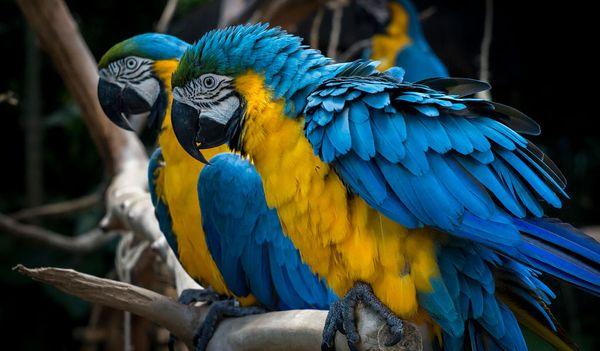 Blue Gold Macaw