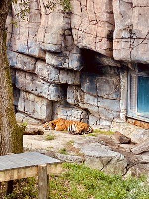 Tiger  napping