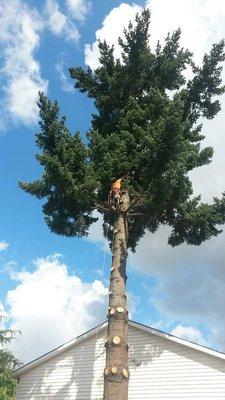 Removing a tree 2 ft from the house