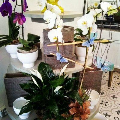 We are Hopping Ready at Absolutely Beautiful Flowers for Easter  Beautiful Orchids  stop by! www.absolutelybeautiful.us