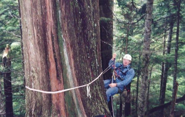 Hoh Rainforest