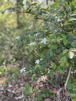 Shadow Creek Nature Preserve - City Of Pearland Nature Park