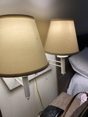 Bugs in lamp