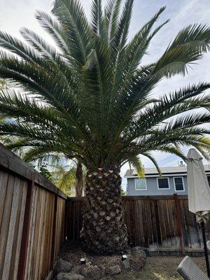 Our gigantic date palm looks beautiful!