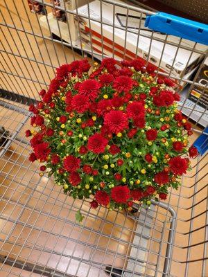 Mums plant for $6.48