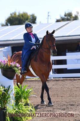 Miller Equestrian lesson horse, "Boss".