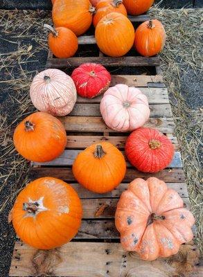 Halloween pumpkin patch