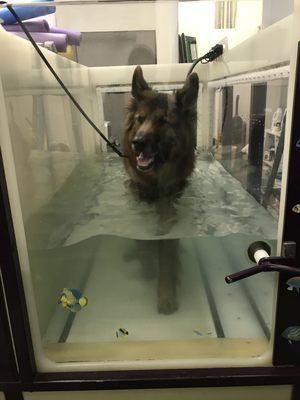 Zeus on the underwater treadmill