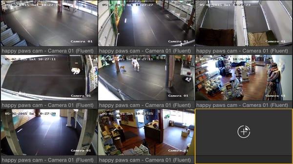 We have live feed cameras so you can watch your dog play all day!