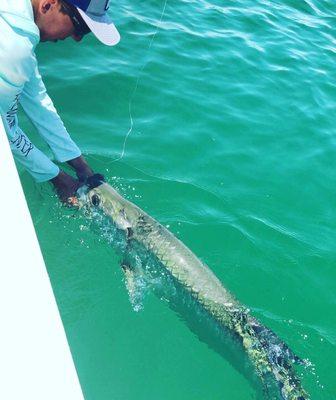 Didn't take long to target a nice pod of tarpon! This guy couldn't resist a live scale bait thank you @bocacoast for the best bait chum to