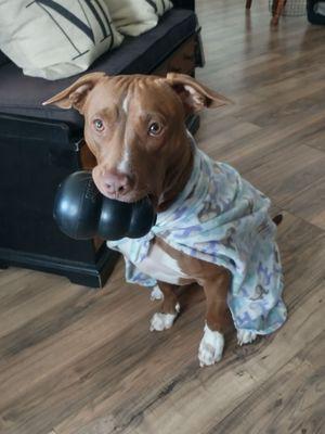 Here's Charlie doing a perfect Sit & Stay with his favorite toy and blankie.