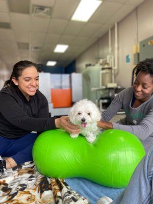 Revive Veterinary Rehab