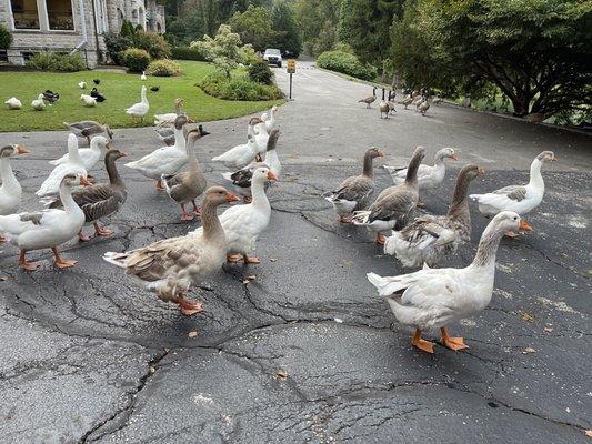 Friendly noisy ducks