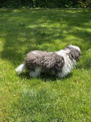 Bootsy before grooming.