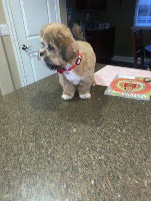 He's thinking.. I have never been on the counter.. but I'm cute and I know it..!!I like it up here!