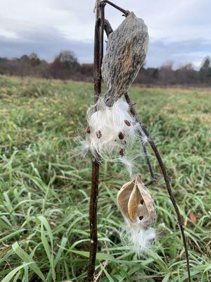 Milkweed with it's fairy wings and seed.  Monarch butterflies depend on the milkweed to lay eggs & nourish their larva.