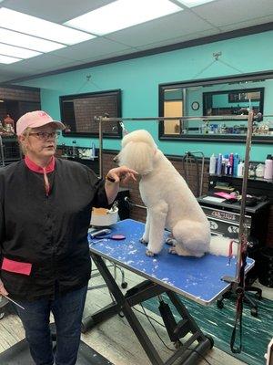 Rebecca the owner grooming a standard poodle.