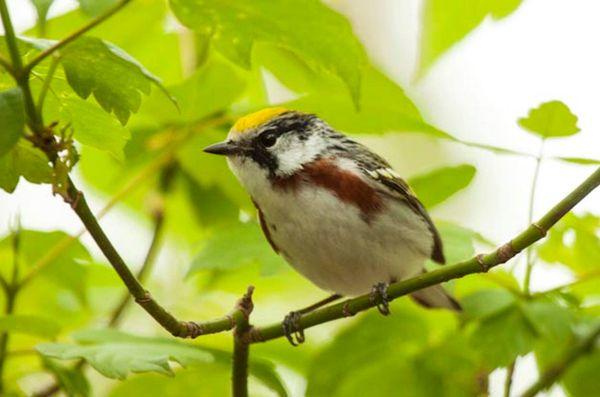 Chestnut-sided Warbler