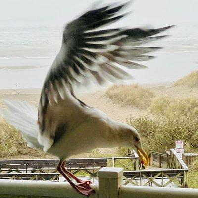 Seagulls in flight!