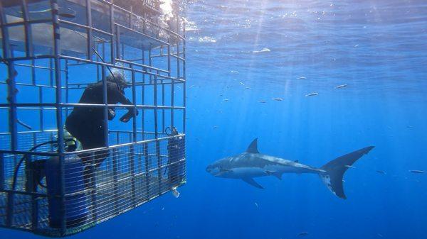 getting up close and personal with the great whites