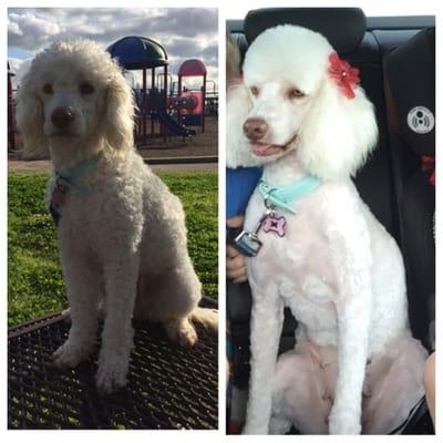 Before and after of our poodle. They did such a great job and took such good care of our girl.