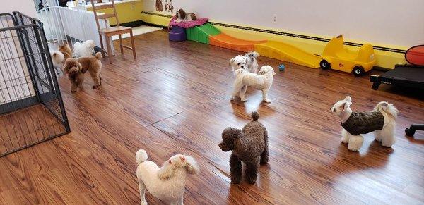 Cookie & Friends
Dog daycare/Dog grooming
Fort Lee NJ