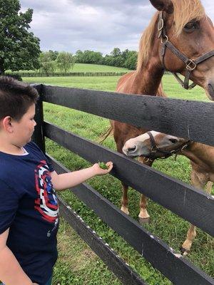 Jacob Taking a break to visit a few friends during an Equine Project