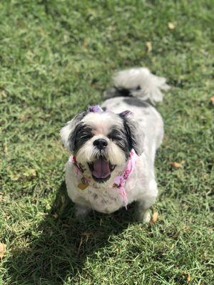 Yawning, ready for a nap after getting her haircut