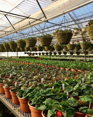 Valley View Wholesale Greenhouses