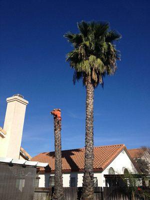 Palm tree removal