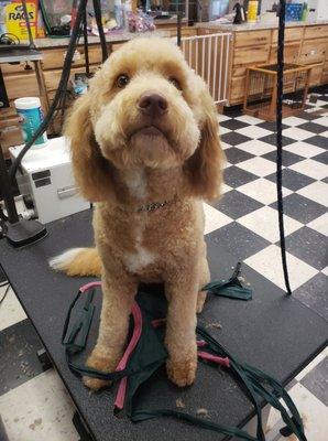 Bailey was a good girl while I groomed  her on graduation day.