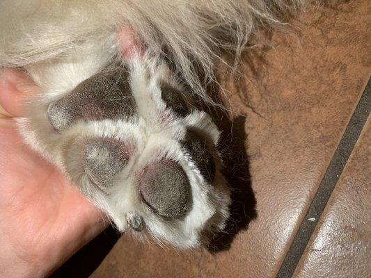 raw paw pads