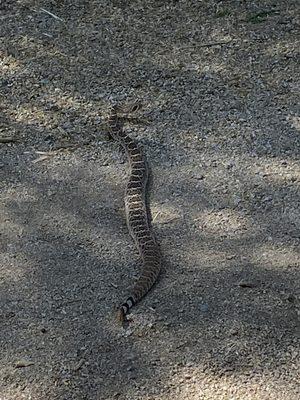 Rattlesnake on the path this morning at 11am 4/19/21.