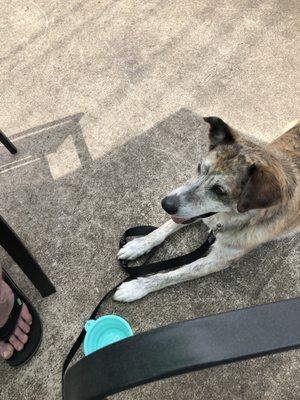 Pets allowed on patio - greatly appreciated