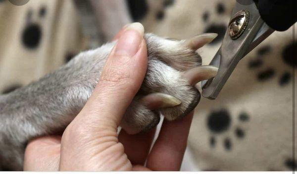 Did you know , nail trimming is important , because your pup long nails can cause change in posture even cuts in there paws