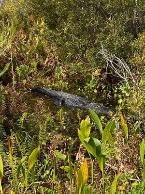 Female gator protecting her hatching area