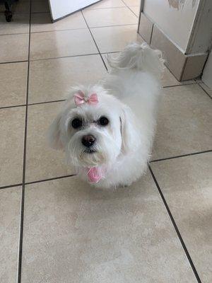 Maltese-puppy cut and bath+ other services included