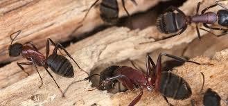 Carpenter ants and the damage they cause by chewing galleries and tunnels in the wood. They do not eat wood like termites