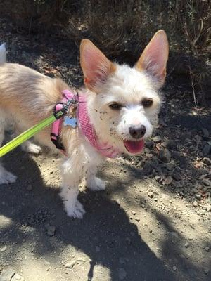 This is Kiki before I brought her into the Golden Paw. Those are weeds stuck all over her.