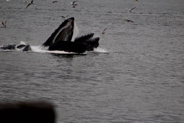 Close to the beach line! Whales bubble feeding in Port Fredrick close to Icy Straits.