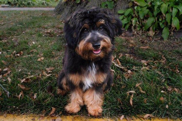 They do a great job with my pup allowing me to keep his hair a little longer. (Photo credit Marcela Rafea Photography)