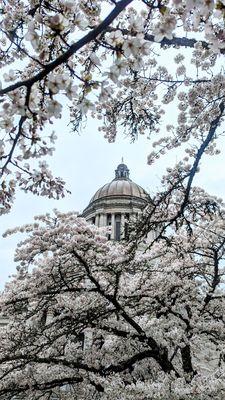 So many blossoms