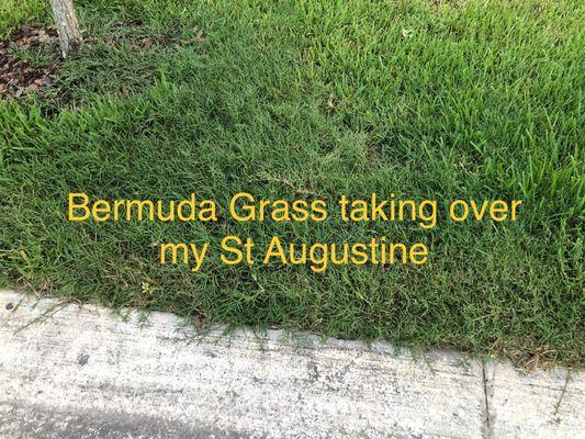 Bermuda grass infiltration