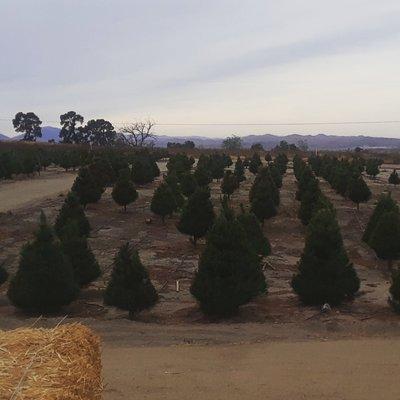 Christmas tree farm