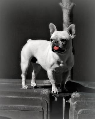 Frenchie