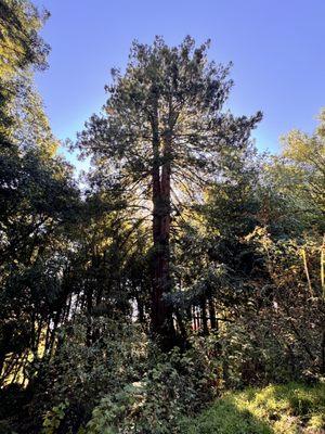 Coastal Redwood tree.