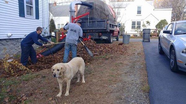 Fall Clean Up in Marlboro, MA