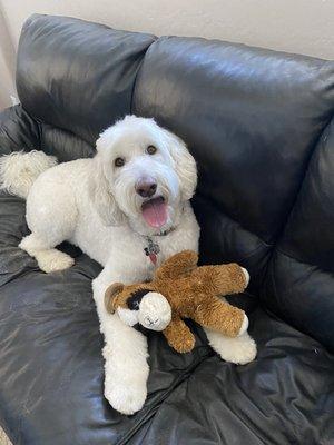 Skip after grooming appointment. Looks so cute.