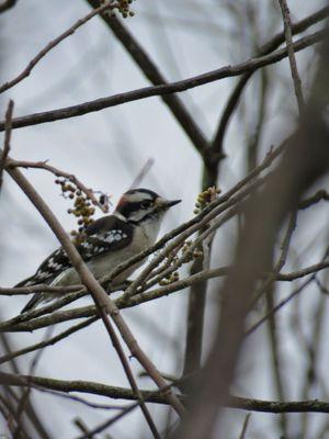 Black Creek Park