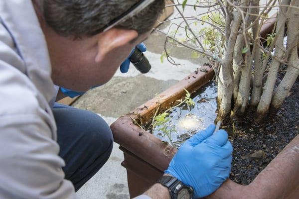 A vector control specialist inspects a backyard for potential Asian tiger mosquito breeding.